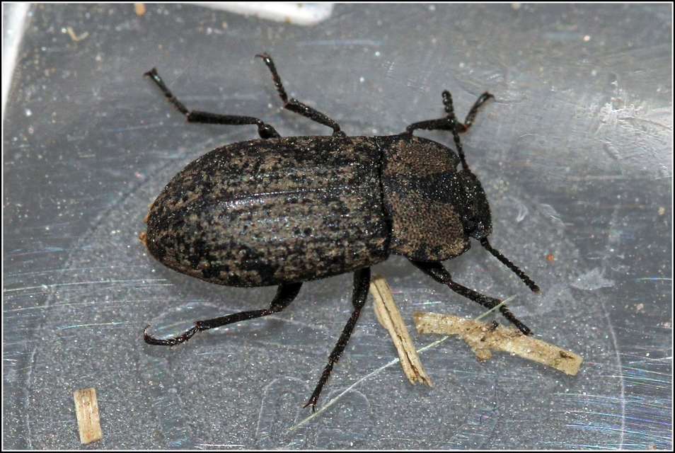 Gonocephalum granulatum pusillum