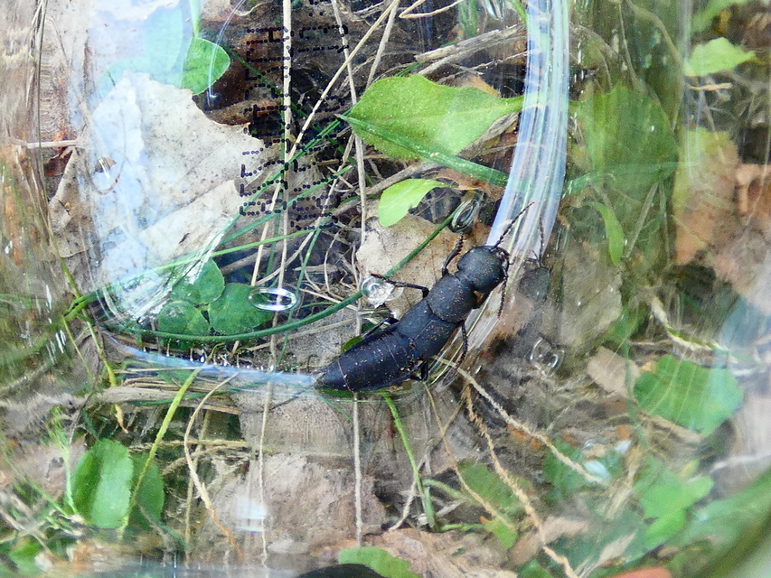 Ocypus ophthalmicus - kék holyva