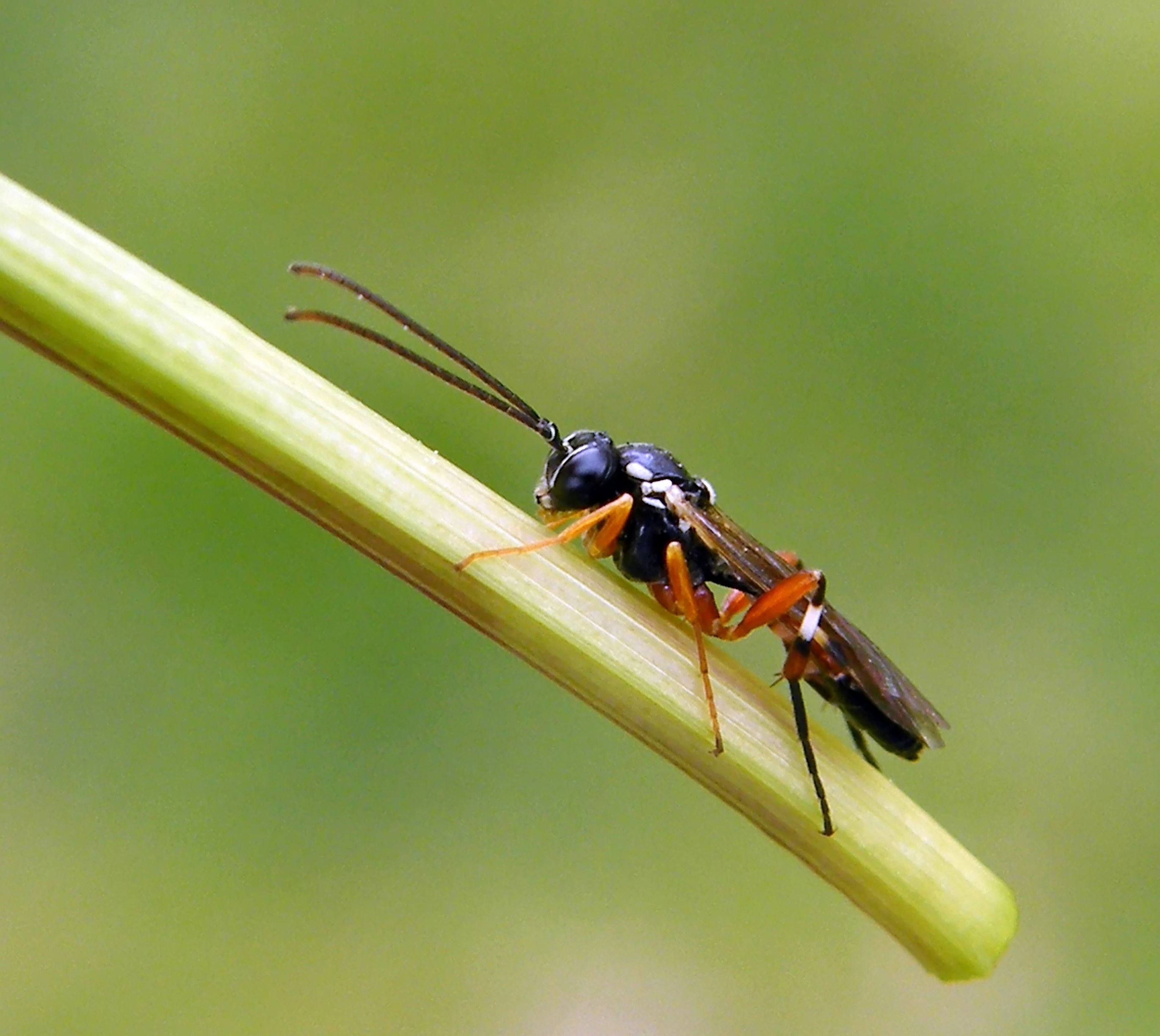 Diplazon laetatorius