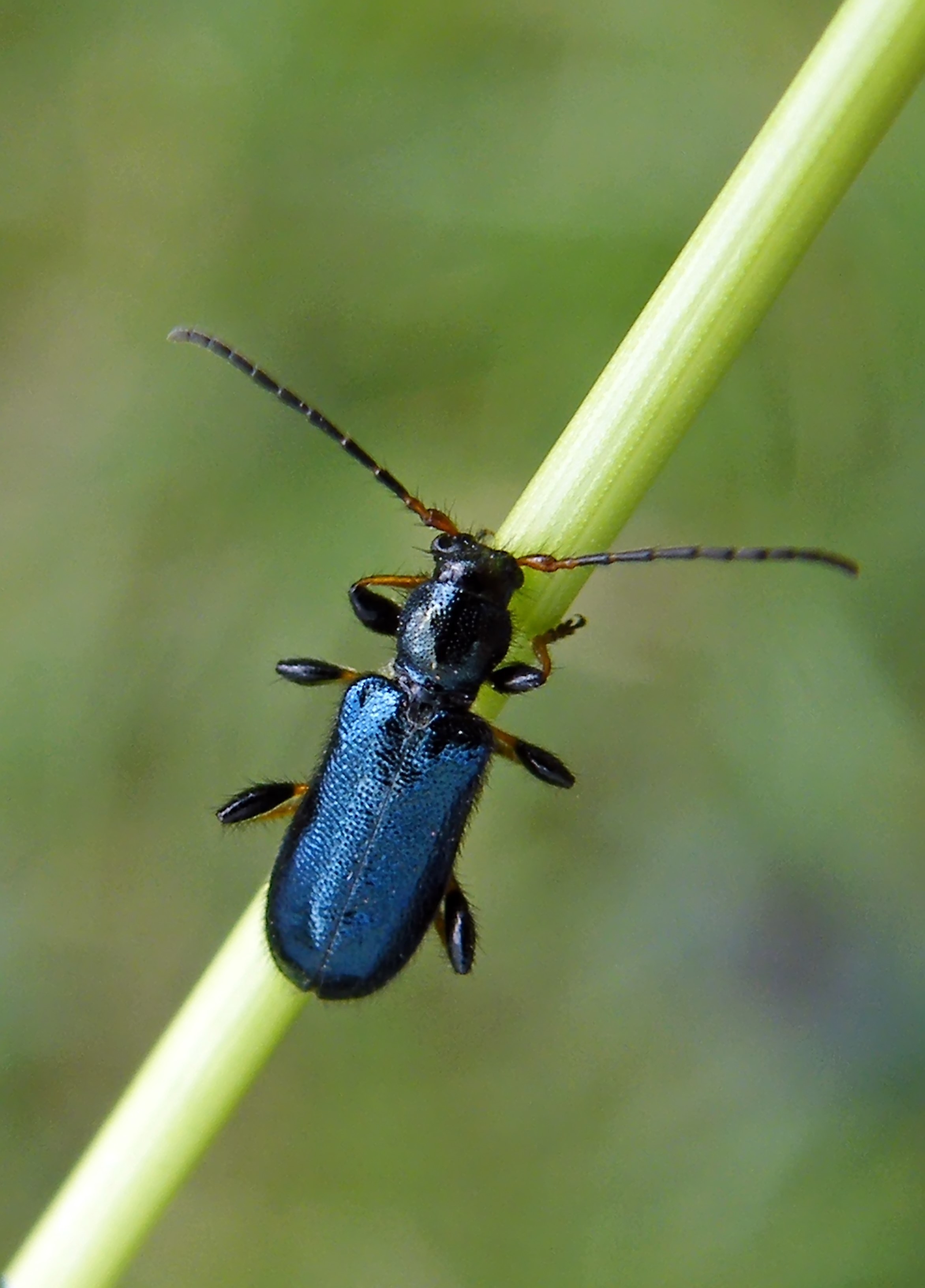 Phymatodes rufipes - kék háncscincér