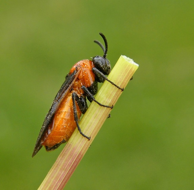 Argidae - botcsápú levéldarazsak