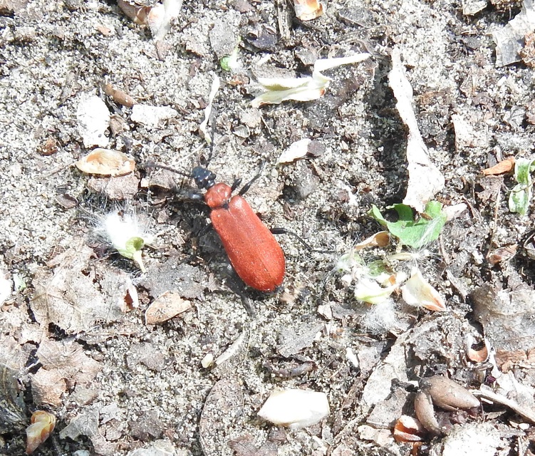 Pyrochroa coccinea - nagy bíborbogár