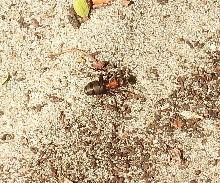 Formica
