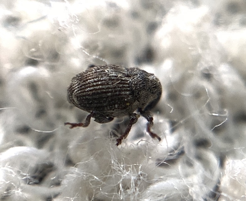 Nedyus quadrimaculatus - közönséges csalánormányos