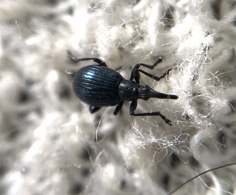 Eutrichapion punctiger - bükkönyrontó cickányormányos Eutrichapion punctiger - bükkönyrontó cickányormányos