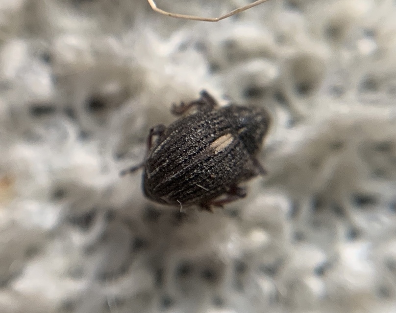 Rhinoncus leucostigma - vöröslábú sóskaormányos