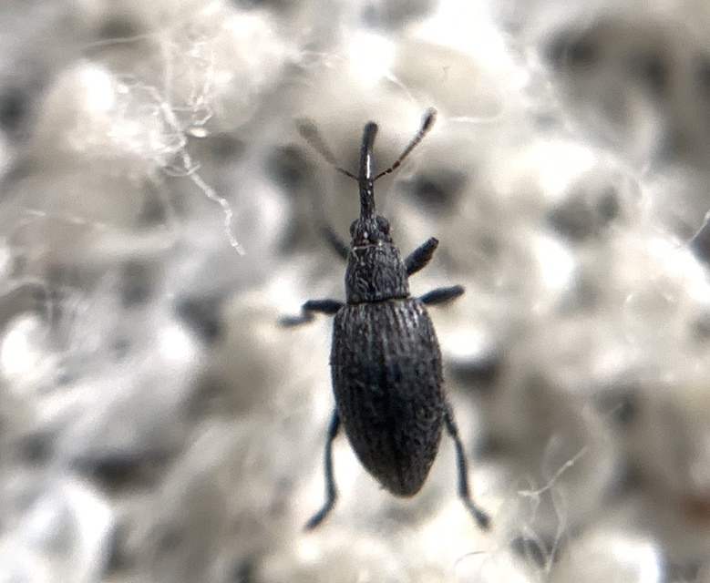 Catapion seniculus - lóhereszár-cickányormányos Catapion seniculus - lóhereszár-cickányormányos