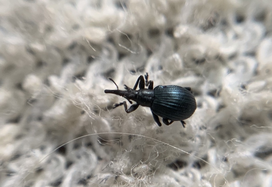 Eutrichapion punctiger - bükkönyrontó cickányormányos Eutrichapion punctiger - bükkönyrontó cickányormányos