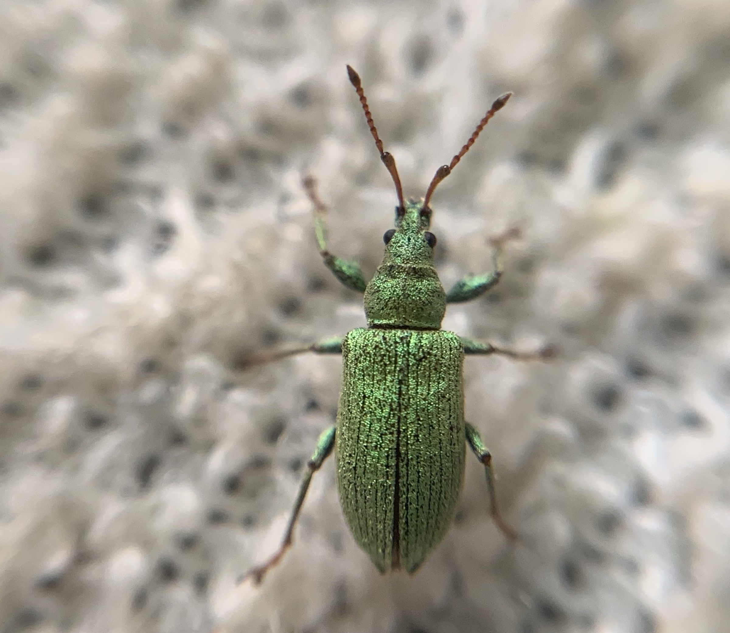 Phyllobius maculicornis - galagonya-levélormányos