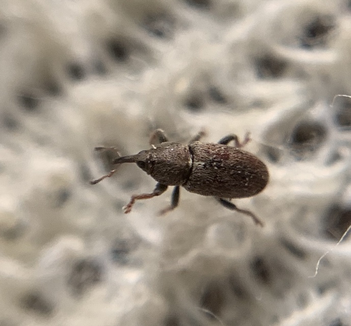 Tychius cuprifer - rezesbarna tímárormányos