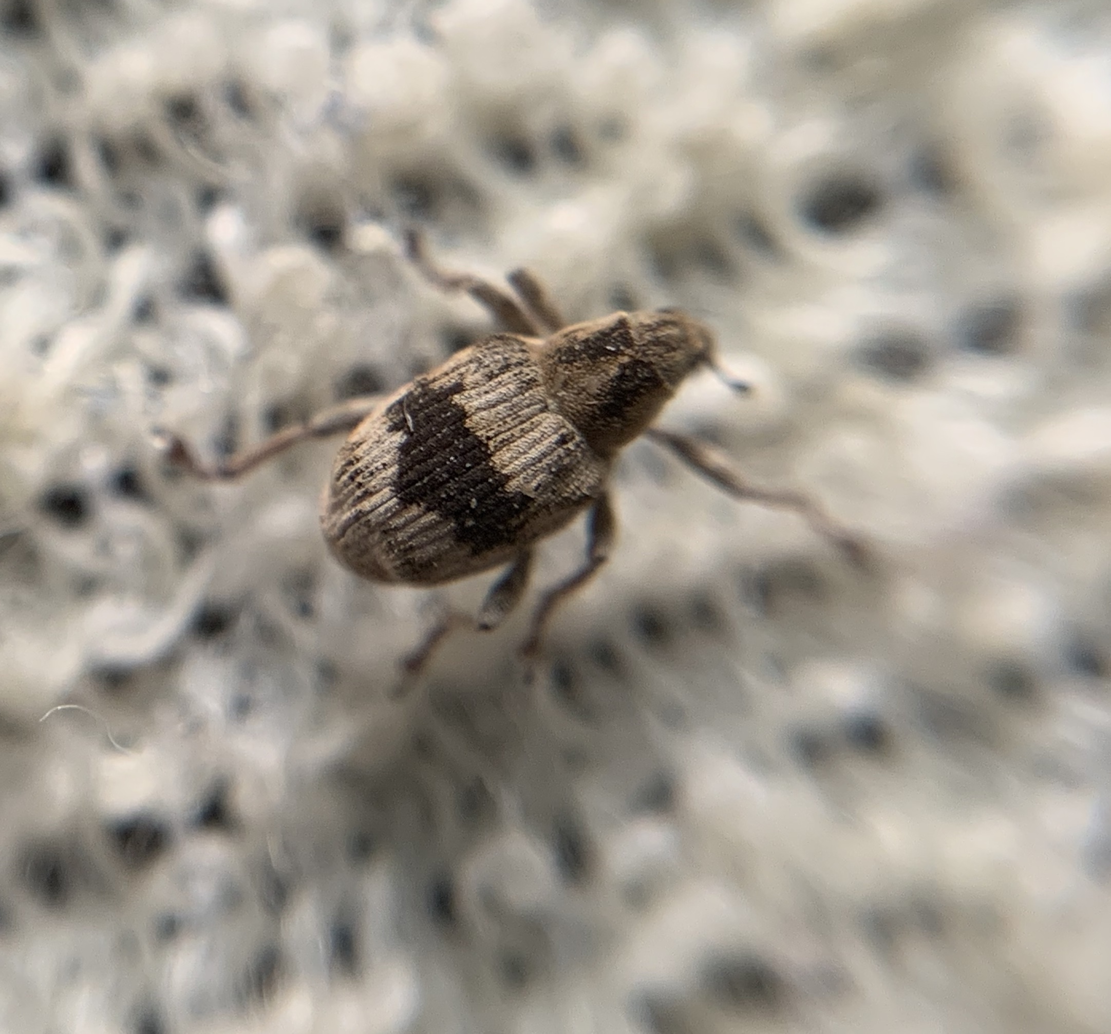 Tapinotus sellatus - díszes lizinkaormányos