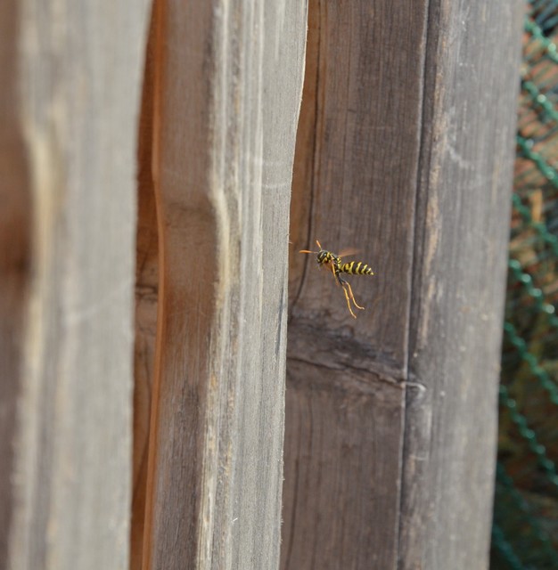 Polistes dominulus - déli papírdarázs