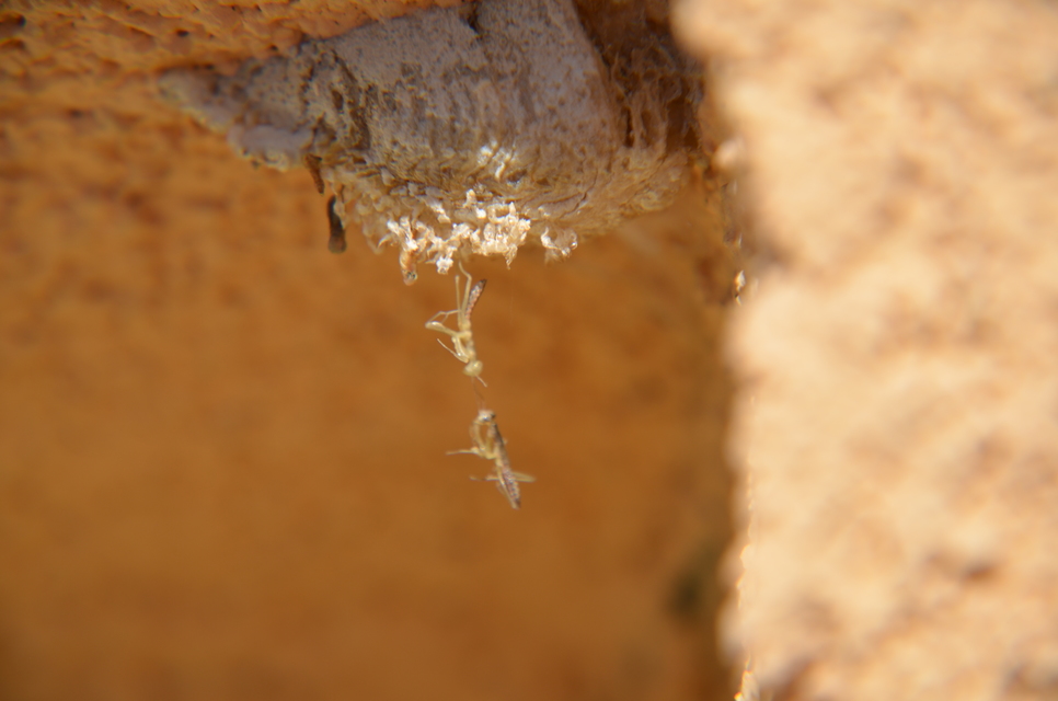 Mantis religiosa - imádkozósáska