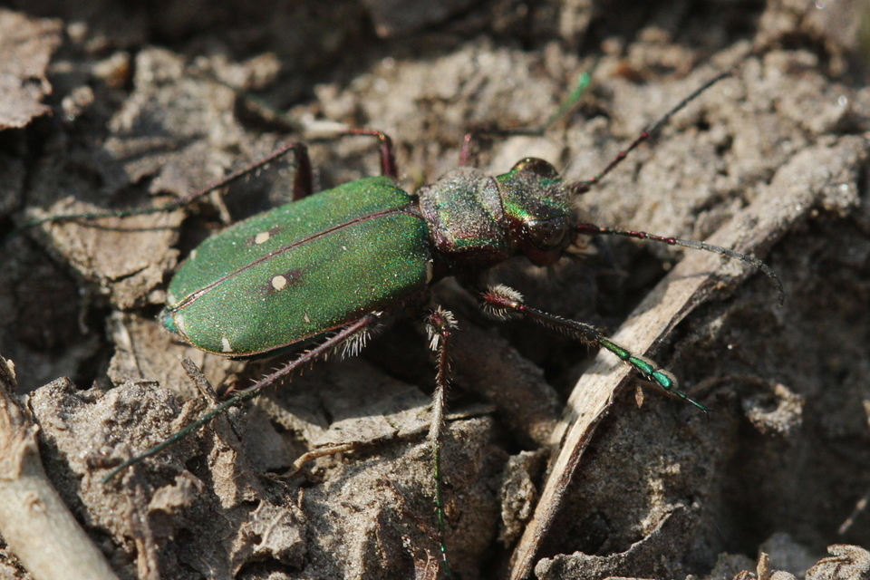 Cicindela campestris - mezei homokfutrinka