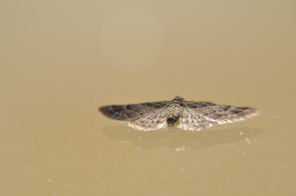 Gymnoscelis rufifasciata - vöröscsíkos törpearaszoló
