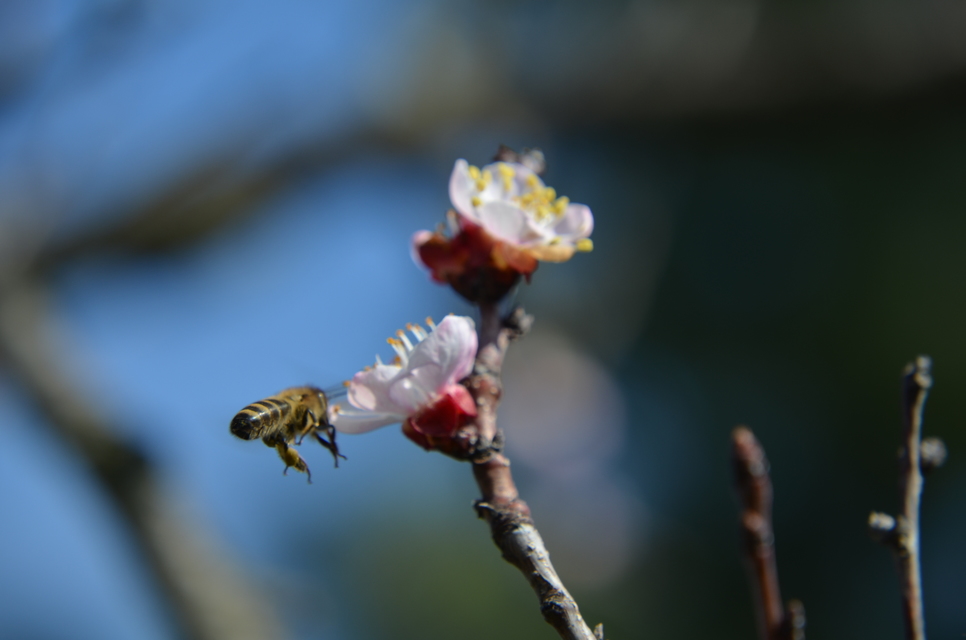 Apis mellifera - háziméh