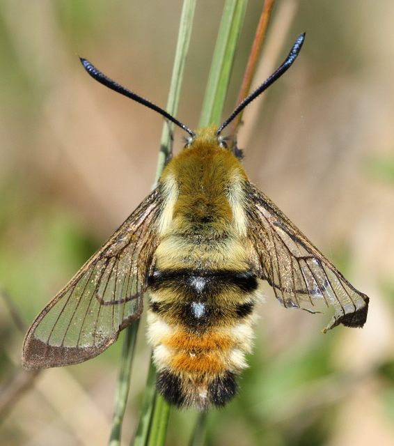 Hemaris tityus - pöszörszender
