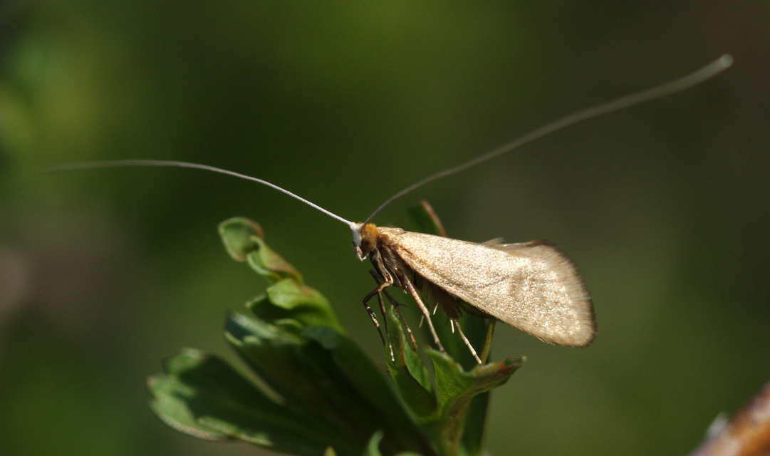 Nematopogon