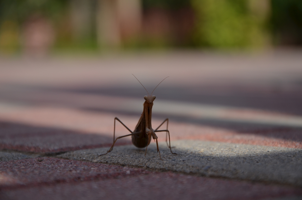Mantis religiosa - imádkozósáska