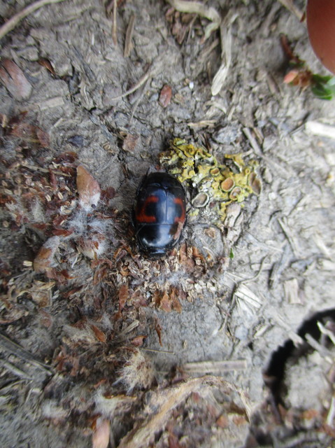 Hister quadrimaculatus - közönséges sutabogár