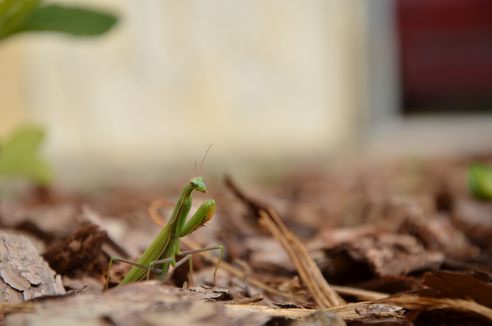 Mantis religiosa - imádkozósáska