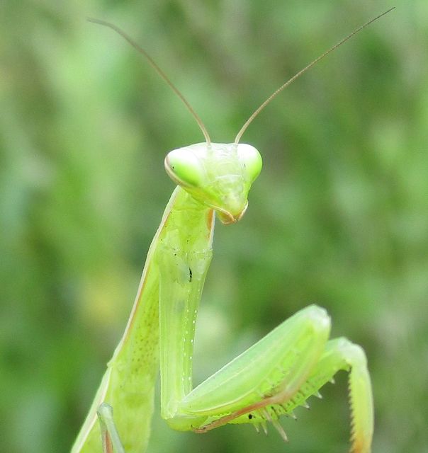 Mantis religiosa - imádkozósáska
