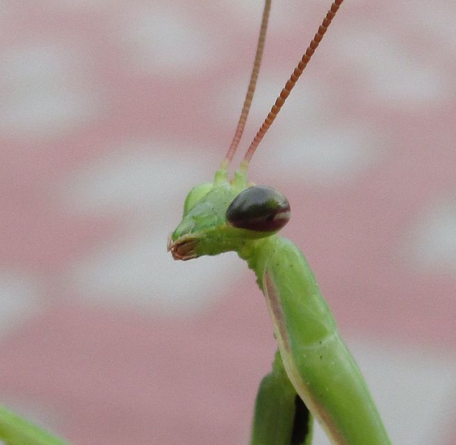 Mantis religiosa - imádkozósáska