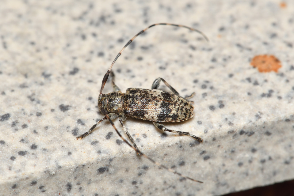 Leiopus nebulosus - öves gesztcincér