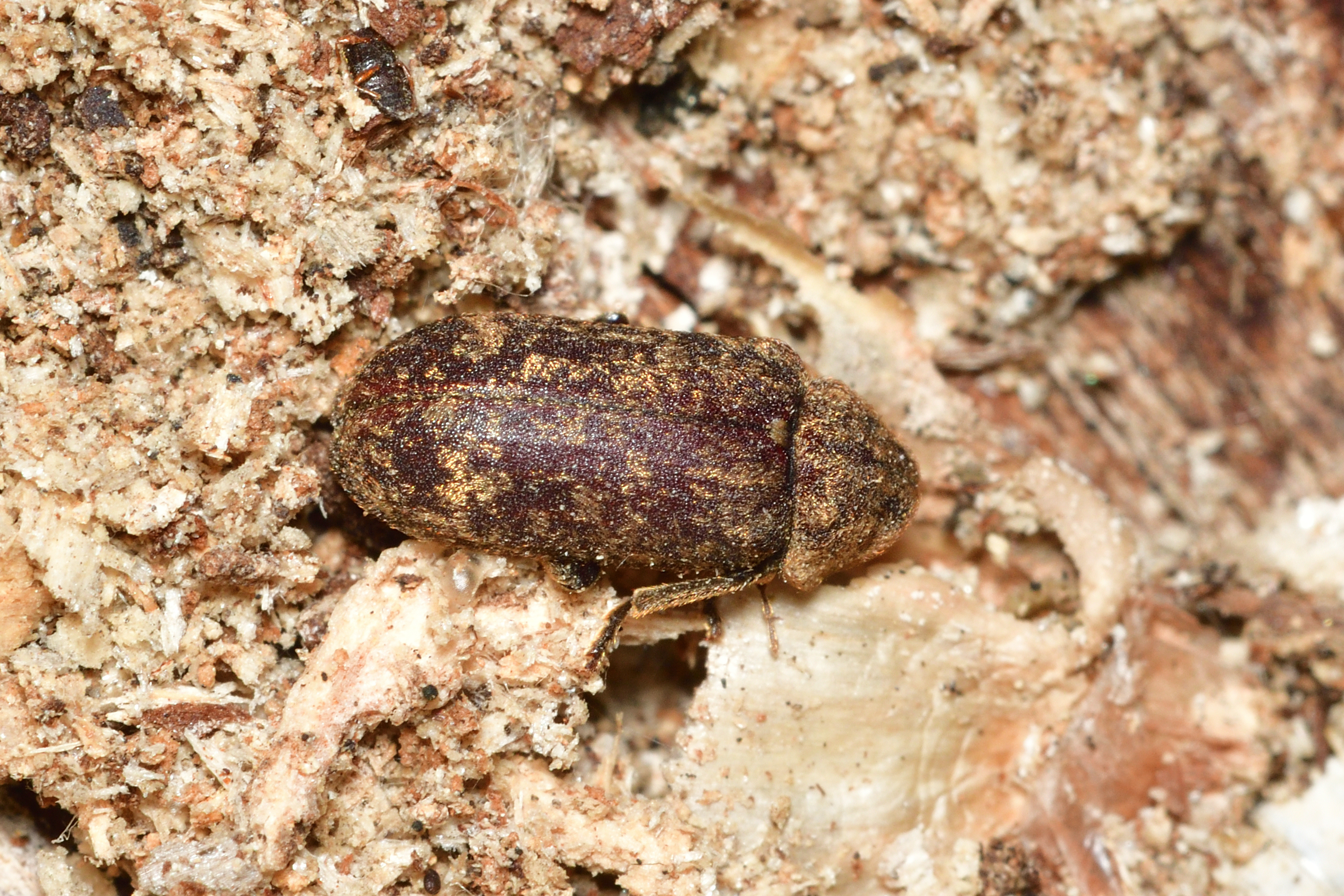 Xestobium rufovillosum - nagy álszú