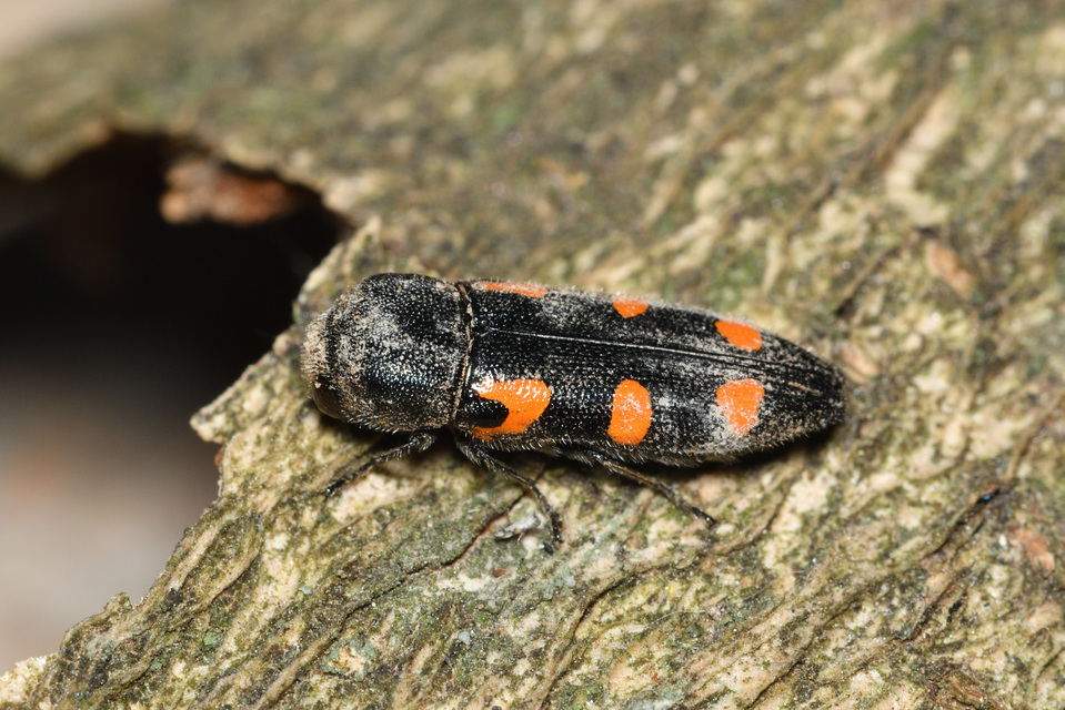 Ptosima undecimmaculata - sárgafoltos díszbogár