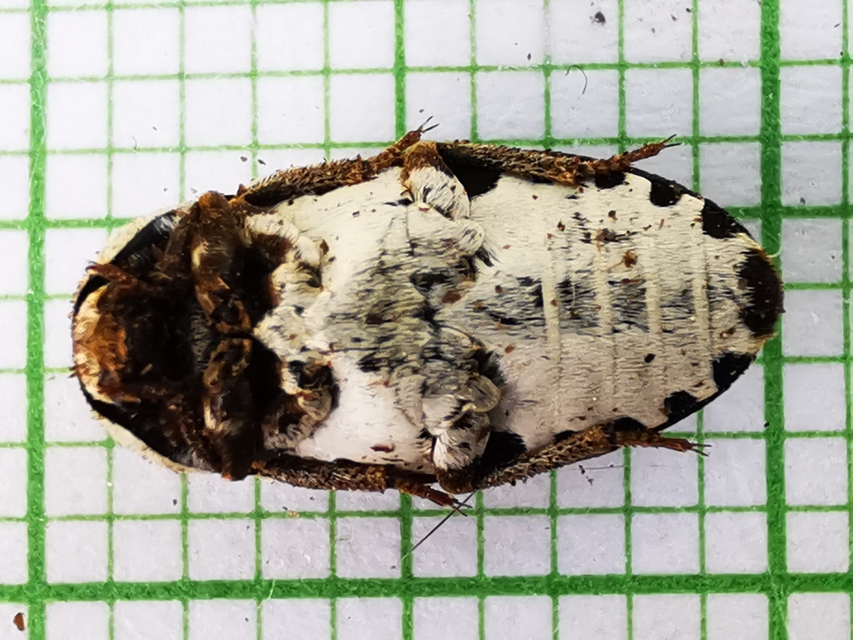 Dermestes frischii - nyakszegélyes porva Dermestes frischii - nyakszegélyes porva