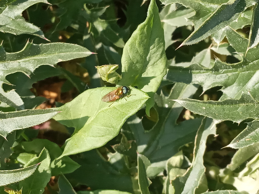 Chloromyia