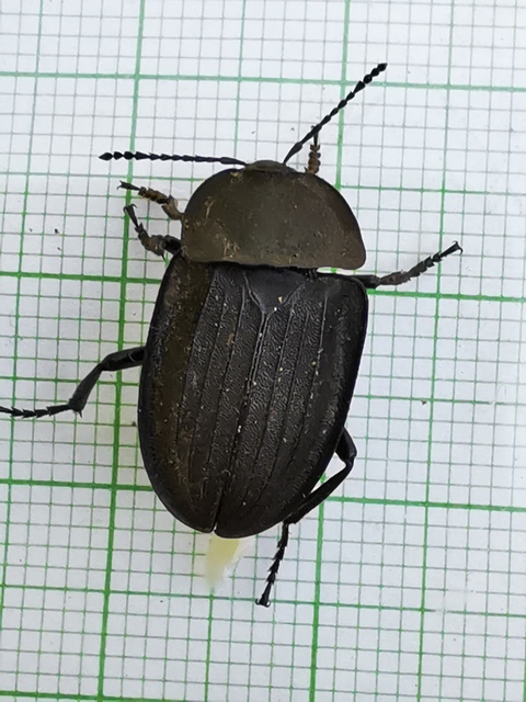 Silpha carinata - karimás dögbogár
