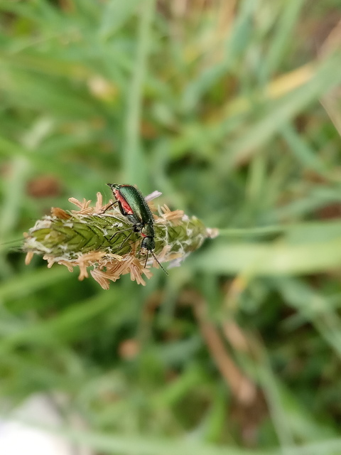 Malachius bipustulatus - kétfoltos bibircsesbogár