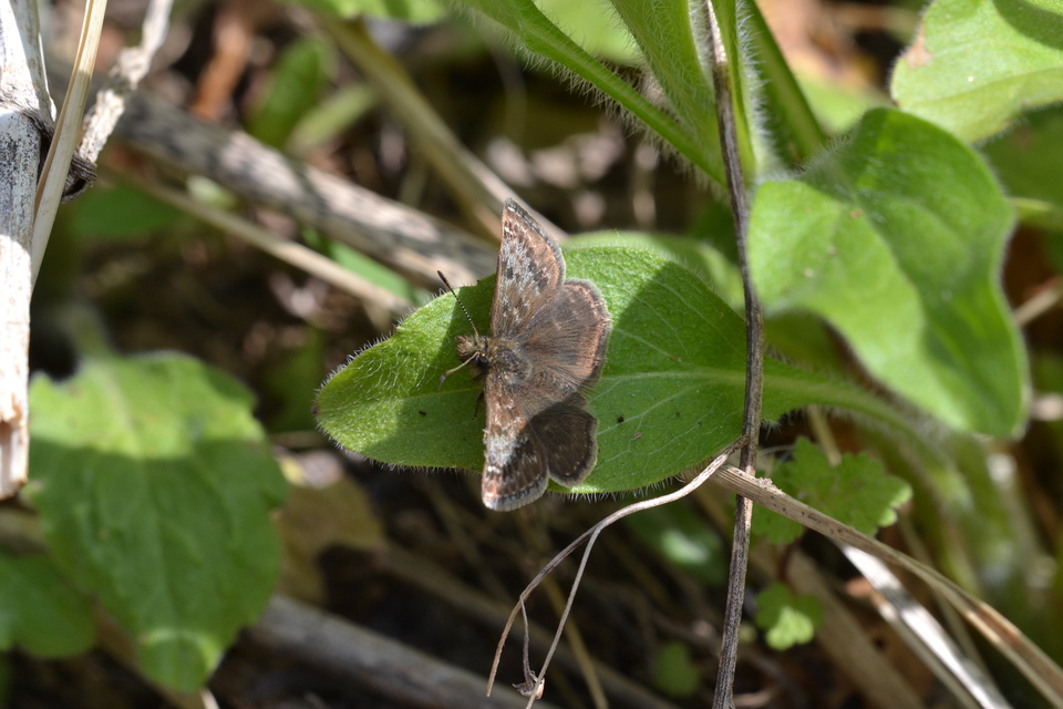 Erynnis tages - cigánylepke