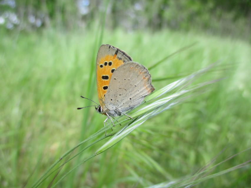Lycaena phlaeas - közönséges tűzlepke