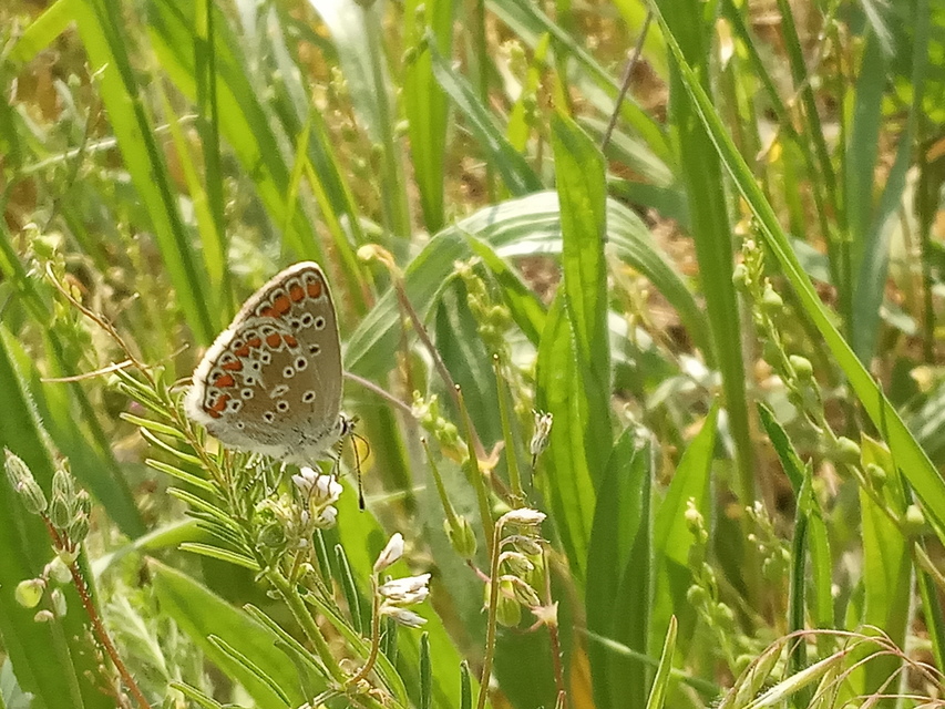 Aricia agestis - szerecsenboglárka