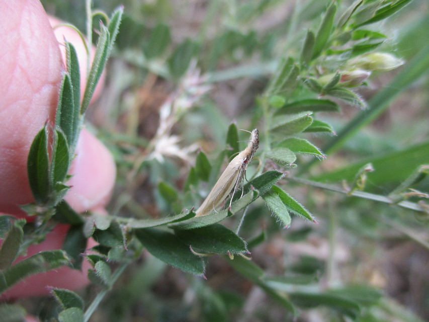 Pleurota