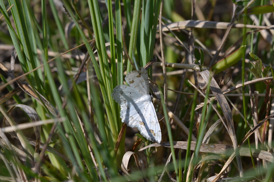 Scopula ornata - díszes fehéraraszoló