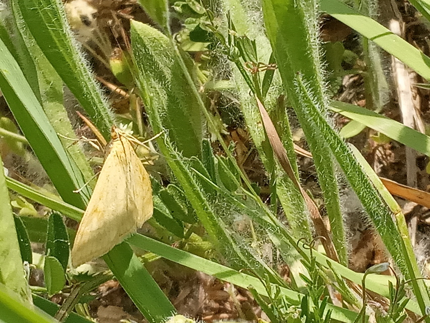 Sitochroa verticalis - világossárga dudvamoly