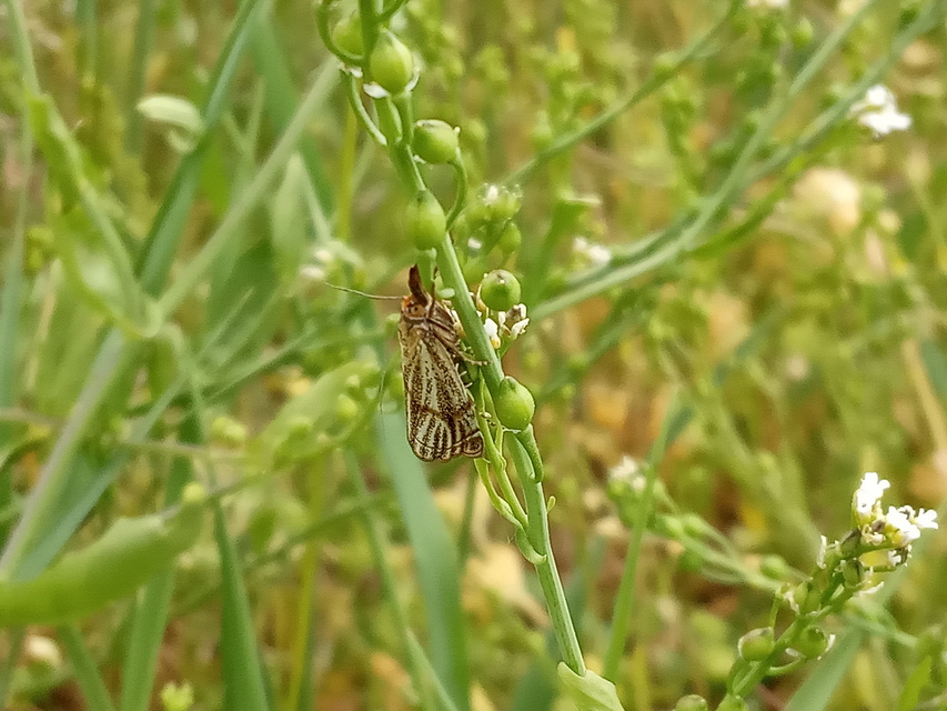 Thisanotia chrysonuchella - tavaszi fűgyökérmoly