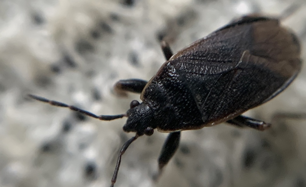 Pyrrhocoris marginatus - szegélyes bodobács