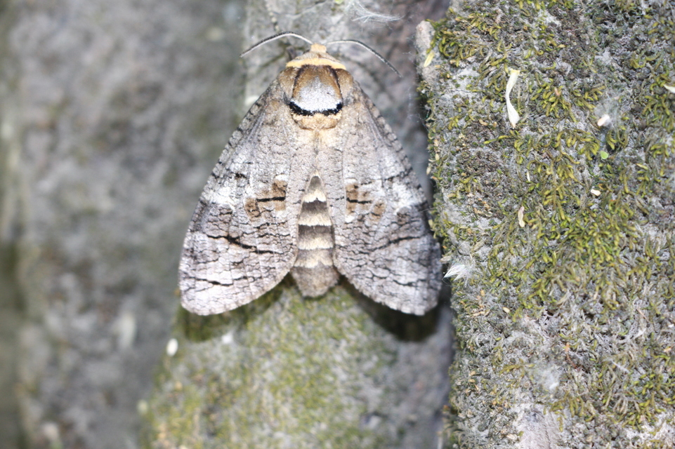Cossus cossus - fűzfarontólepke