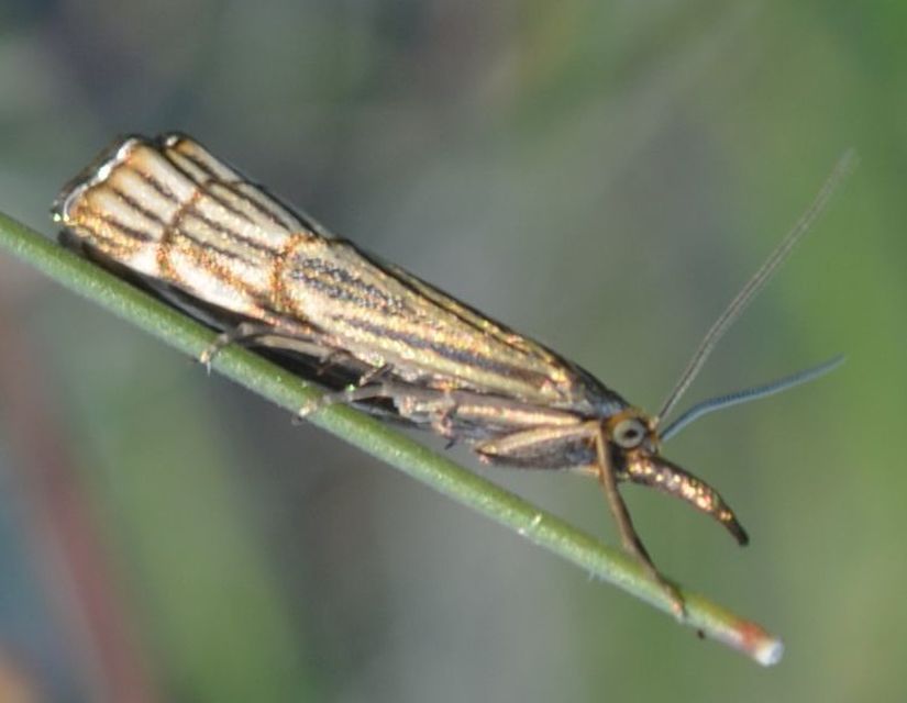Chrysocramboides craterella - rácsos fűgyökérmoly