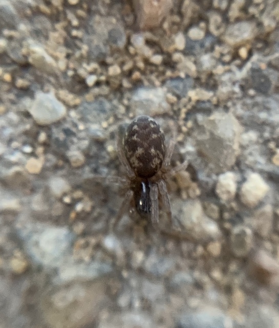 Dictynidae - hamvaspókok