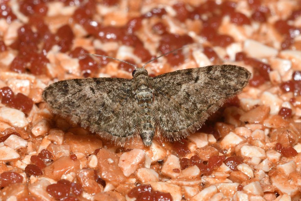 Eupithecia dodoneata - tölgy-törpearaszoló