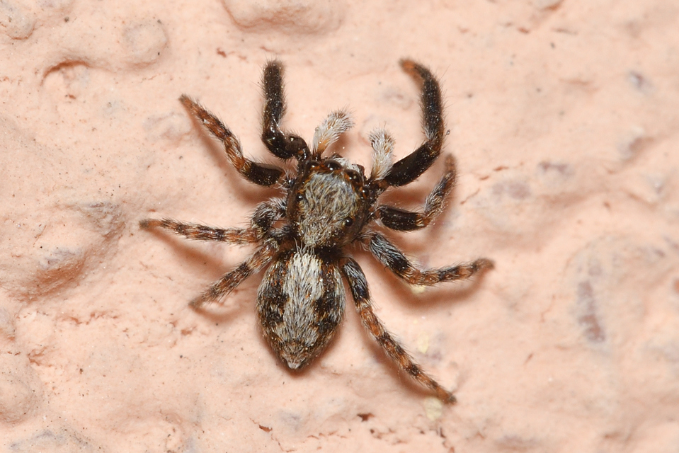 Pseudeuophrys lanigera - szobai ugrópók