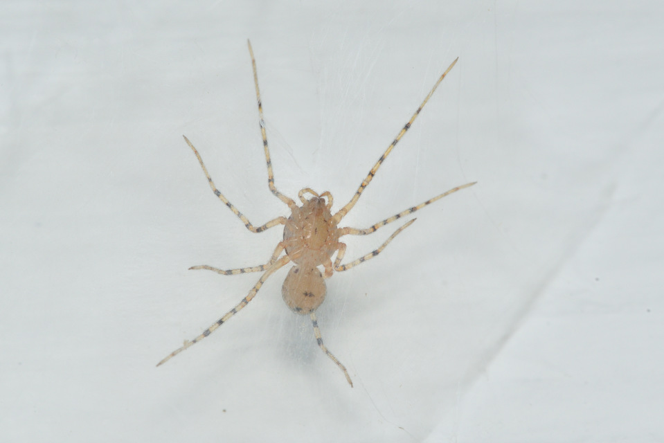 Scytodes thoracica - közönséges csupaszpók