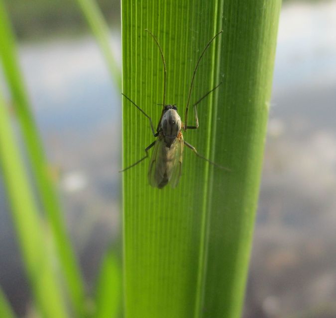 Chironominae