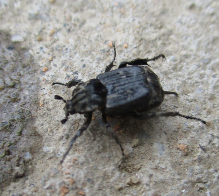 Valgus hemipterus - suta virágbogár